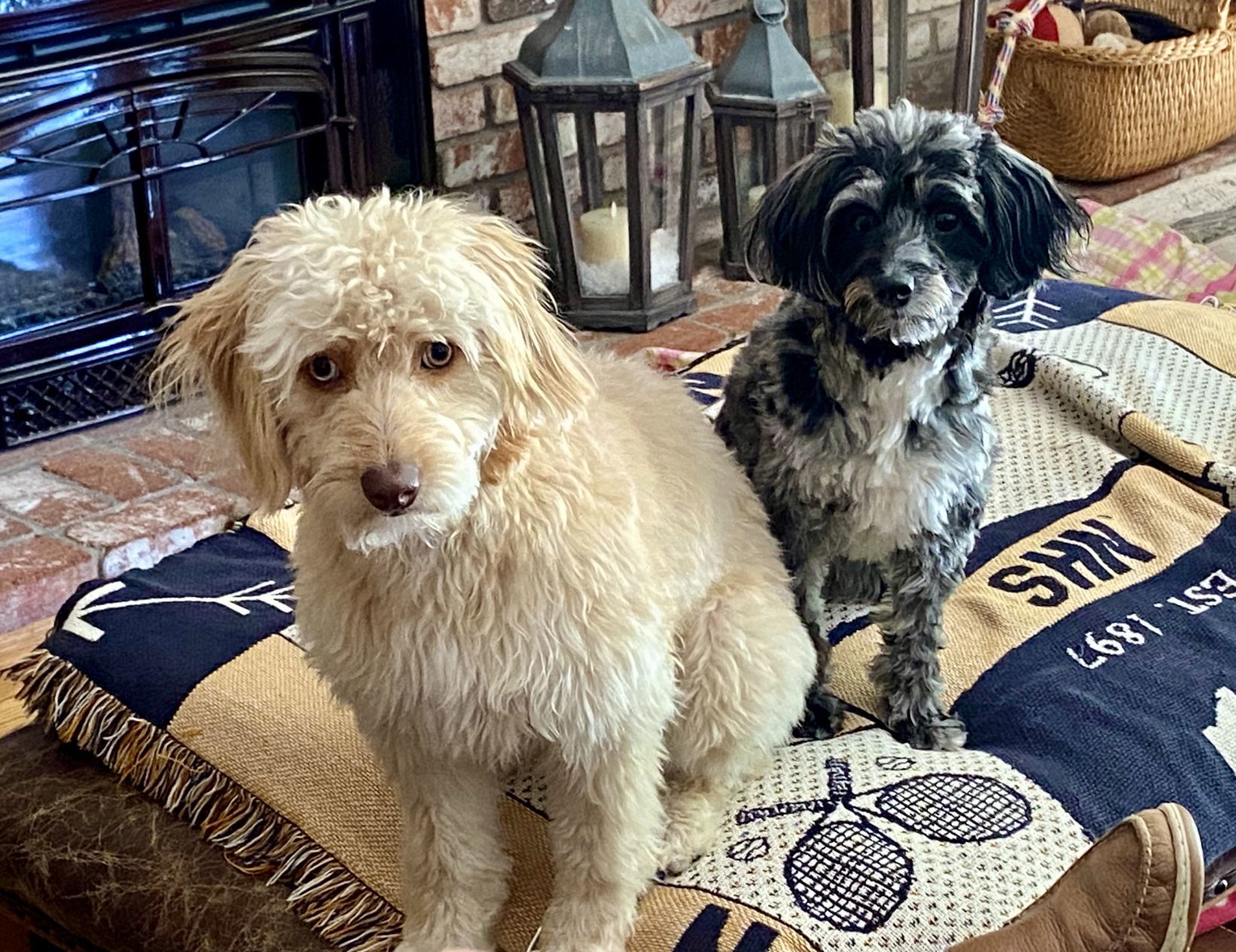 Teddy and Lucy